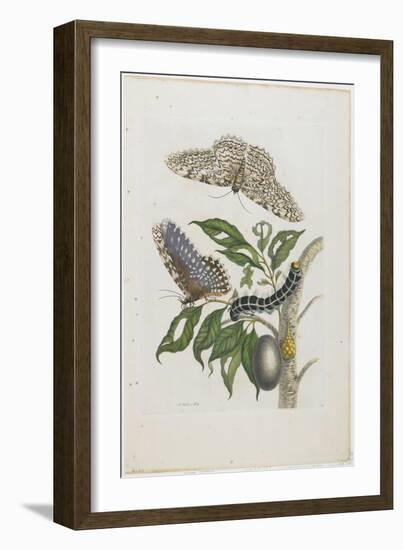 Moths, Caterpillars, and Foliage, 1705-1771-Maria Sibylla Graff Merian-Framed Giclee Print