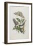 Moths, Caterpillars, and Foliage, 1705-1771-Maria Sibylla Graff Merian-Framed Giclee Print