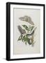 Moths, Caterpillars, and Foliage, 1705-1771-Maria Sibylla Graff Merian-Framed Giclee Print