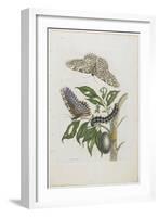 Moths, Caterpillars, and Foliage, 1705-1771-Maria Sibylla Graff Merian-Framed Giclee Print