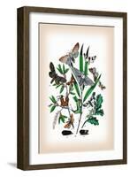 Moths: Cerura Vinula, C. Erminea-William Forsell Kirby-Framed Art Print