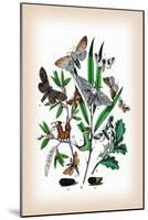 Moths: Cerura Vinula, C. Erminea-William Forsell Kirby-Mounted Art Print
