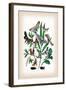 Moths: Cerura Vinula, C. Erminea-William Forsell Kirby-Framed Art Print