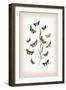 Moths: Cleophana Anarrhini-William Forsell Kirby-Framed Art Print