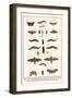 Moths, Coccoon, Lime Hawkmoth, Elephant Hawkmoth, Spurge Hawkmoth, Privet Hawkmoth, etc.-Albertus Seba-Framed Art Print