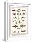 Moths, Coccoon, Lime Hawkmoth, Elephant Hawkmoth, Spurge Hawkmoth, Privet Hawkmoth, etc.-Albertus Seba-Framed Art Print