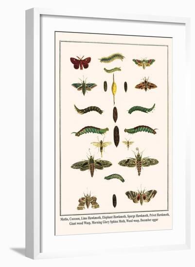 Moths, Coccoon, Lime Hawkmoth, Elephant Hawkmoth, Spurge Hawkmoth, Privet Hawkmoth, etc.-Albertus Seba-Framed Art Print