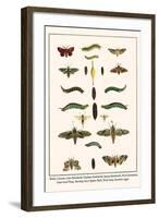 Moths, Coccoon, Lime Hawkmoth, Elephant Hawkmoth, Spurge Hawkmoth, Privet Hawkmoth, etc.-Albertus Seba-Framed Art Print