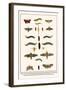 Moths, Coccoon, Lime Hawkmoth, Elephant Hawkmoth, Spurge Hawkmoth, Privet Hawkmoth, etc.-Albertus Seba-Framed Art Print