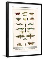 Moths, Coccoon, Lime Hawkmoth, Elephant Hawkmoth, Spurge Hawkmoth, Privet Hawkmoth, etc.-Albertus Seba-Framed Art Print