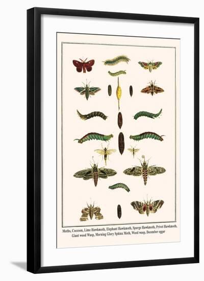 Moths, Coccoon, Lime Hawkmoth, Elephant Hawkmoth, Spurge Hawkmoth, Privet Hawkmoth, etc.-Albertus Seba-Framed Art Print