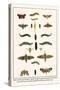 Moths, Coccoon, Lime Hawkmoth, Elephant Hawkmoth, Spurge Hawkmoth, Privet Hawkmoth, etc.-Albertus Seba-Stretched Canvas