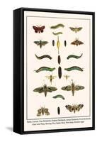 Moths, Coccoon, Lime Hawkmoth, Elephant Hawkmoth, Spurge Hawkmoth, Privet Hawkmoth, etc.-Albertus Seba-Framed Stretched Canvas