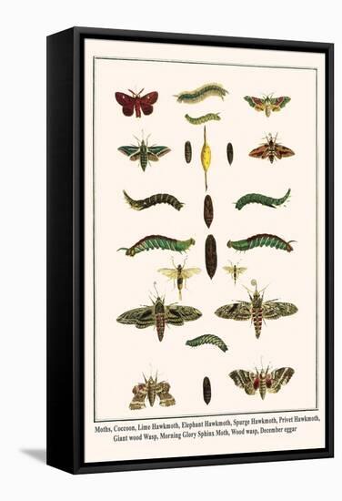 Moths, Coccoon, Lime Hawkmoth, Elephant Hawkmoth, Spurge Hawkmoth, Privet Hawkmoth, etc.-Albertus Seba-Framed Stretched Canvas