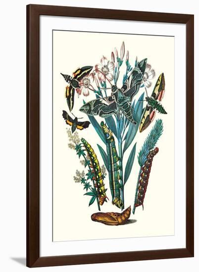 Moths: D. Euphorbiae, C. Nerri, D. Galii-William Forsell Kirby-Framed Art Print