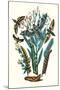 Moths: D. Euphorbiae, C. Nerri, D. Galii-William Forsell Kirby-Mounted Art Print