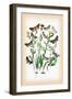 Moths: Dichonia Aprilina, Polia Chi-William Forsell Kirby-Framed Art Print