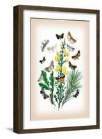 Moths: Dipthera Ludifica, Moma Orion-William Forsell Kirby-Framed Art Print