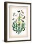 Moths: Dipthera Ludifica, Moma Orion-William Forsell Kirby-Framed Art Print