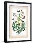 Moths: Dipthera Ludifica, Moma Orion-William Forsell Kirby-Framed Art Print