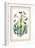 Moths: Dipthera Ludifica, Moma Orion-William Forsell Kirby-Framed Art Print