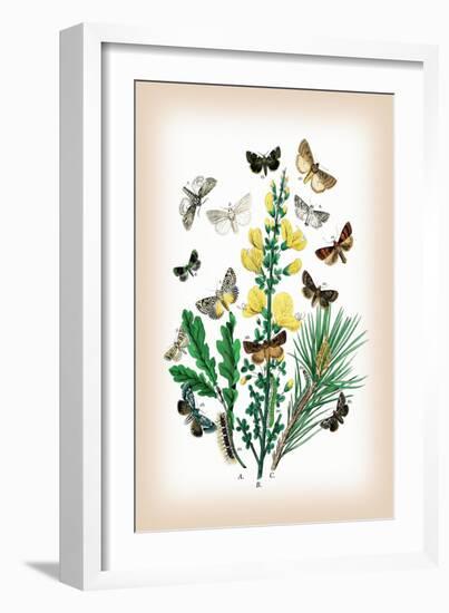 Moths: Dipthera Ludifica, Moma Orion-William Forsell Kirby-Framed Art Print