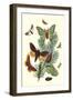 Moths: E. Pudica, E. Pantheria, S. Caecigena, L. Lineosa-William Forsell Kirby-Framed Art Print