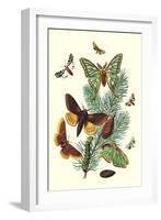 Moths: E. Pudica, E. Pantheria, S. Caecigena, L. Lineosa-William Forsell Kirby-Framed Art Print