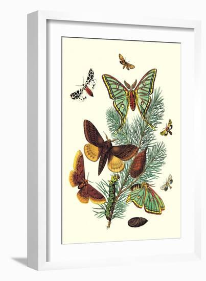 Moths: E. Pudica, E. Pantheria, S. Caecigena, L. Lineosa-William Forsell Kirby-Framed Art Print