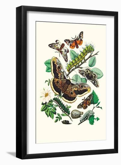 Moths: E. Versicolora, S. Pyri, S. Carpini-William Forsell Kirby-Framed Art Print