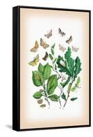 Moths: Erastria Deceptoria, E. Fasciana-William Forsell Kirby-Framed Stretched Canvas