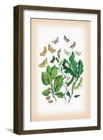 Moths: Erastria Deceptoria, E. Fasciana-William Forsell Kirby-Framed Art Print