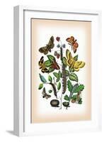 Moths: Eriogaster Rimicola, E. Catax-William Forsell Kirby-Framed Art Print