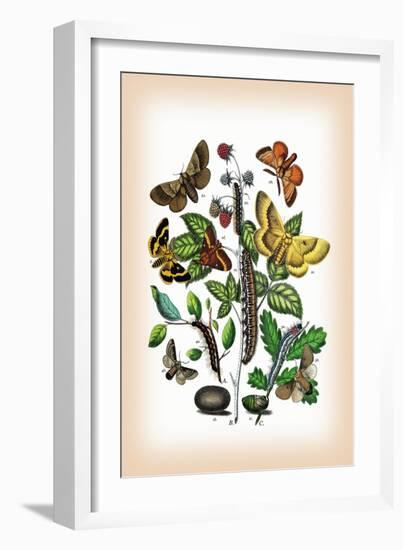 Moths: Eriogaster Rimicola, E. Catax-William Forsell Kirby-Framed Art Print