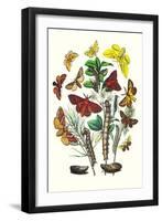 Moths: G. Quercifolia, L. Potatoria-William Forsell Kirby-Framed Art Print