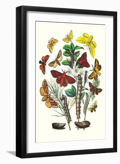 Moths: G. Quercifolia, L. Potatoria-William Forsell Kirby-Framed Art Print
