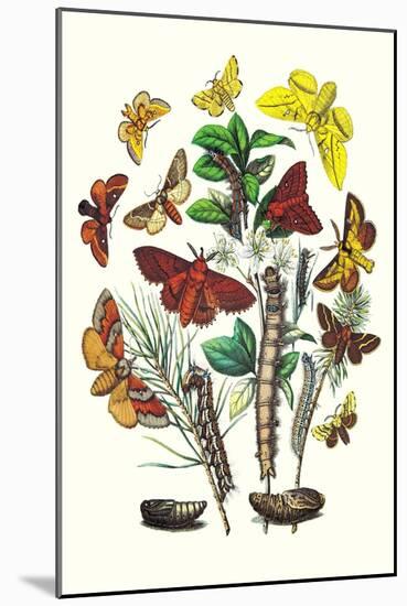 Moths: G. Quercifolia, L. Potatoria-William Forsell Kirby-Mounted Art Print