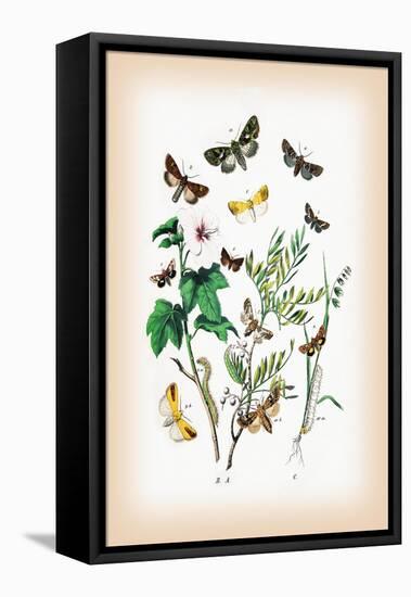 Moths: Hadena Atriplicis, H. Exulis-William Forsell Kirby-Framed Stretched Canvas