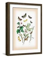 Moths: Hadena Atriplicis, H. Exulis-William Forsell Kirby-Framed Art Print