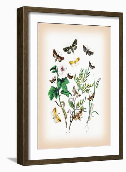 Moths: Hadena Atriplicis, H. Exulis-William Forsell Kirby-Framed Art Print