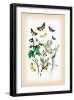 Moths: Hadena Atriplicis, H. Exulis-William Forsell Kirby-Framed Art Print