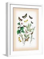 Moths: Hadena Atriplicis, H. Exulis-William Forsell Kirby-Framed Art Print