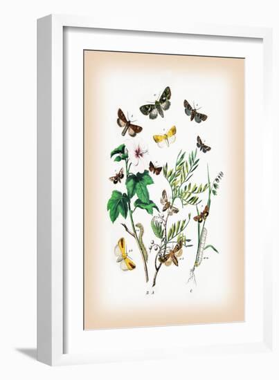 Moths: Hadena Atriplicis, H. Exulis-William Forsell Kirby-Framed Art Print