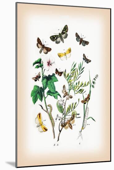 Moths: Hadena Atriplicis, H. Exulis-William Forsell Kirby-Mounted Art Print