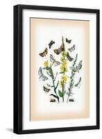 Moths: Heliaca Tenebrata, Cucullia Lactucae-William Forsell Kirby-Framed Art Print