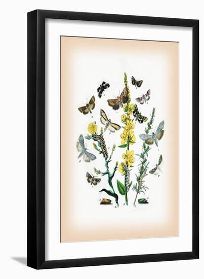 Moths: Heliaca Tenebrata, Cucullia Lactucae-William Forsell Kirby-Framed Art Print