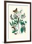 Moths: L. Salicis, O. Dispar-William Forsell Kirby-Framed Art Print