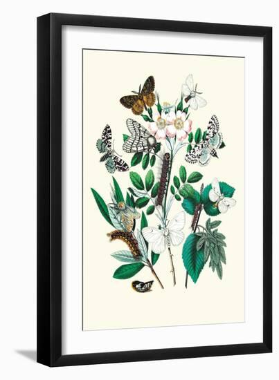 Moths: L. Salicis, O. Dispar-William Forsell Kirby-Framed Art Print