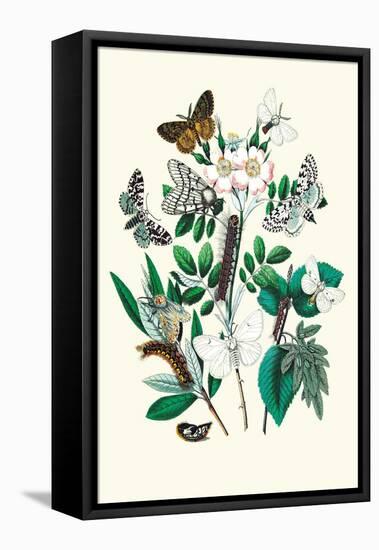 Moths: L. Salicis, O. Dispar-William Forsell Kirby-Framed Stretched Canvas