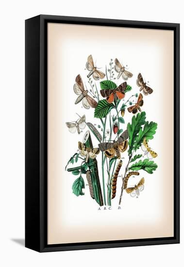 Moths: Leucania Pallens, L. Obsoleta-William Forsell Kirby-Framed Stretched Canvas
